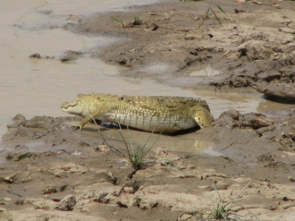 01 Croco Venant De Manger Un Oiseau